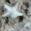 Interesting Evactinopora Bryozoa Colonies - Missouri #56917-1